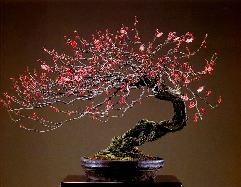 Bonsai Clássicos do Japão – 3 | Aido Bonsai