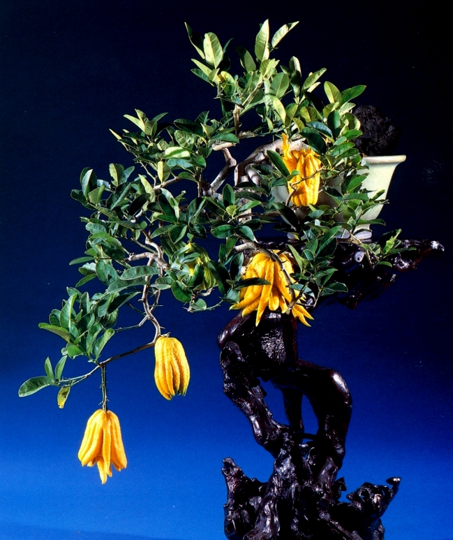 Bonsai Clássicos do Japão – 3 | Aido Bonsai