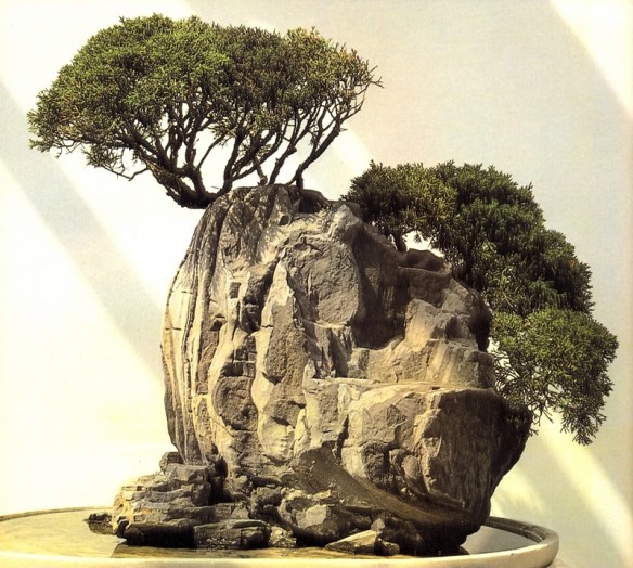 Paul Lesniewicz (Galeria) | Aido Bonsai
