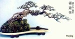 penjing145