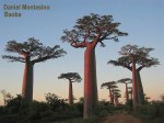 baobab-madagascar