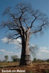 Baobab Tree LR(1)