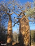 baobab-trees-1