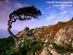 bn21397_41-fbwind-sculpted-tree-on-rocky-hillside-connemara-ireland-posters