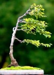 Bonsai7DT