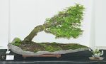 carpinus-betulus-01