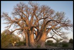 chapmans-baobab-with-tourist.3