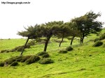 Effect_of_wind_on_trees