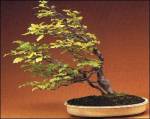 fagus-sylvatica