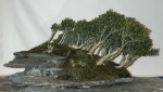 Foret_buis