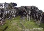 kaihokatrees8