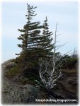 Nov 30 ~ Wind-Swept Trees at Beluga&nbsp;Point