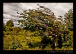 patagonia-tree-wind-growing