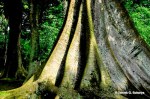 photo3248_09_9-DGS1895-dgs-giant tree roots, bogor botanical&nbsp;garden