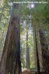 Redwood3