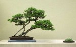 San Jose Juniper&nbsp;01