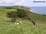 sc7_tree_wind