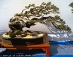 sieuthiNHANH2010123136452yza5ntdlmm66512