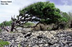 TreeWind