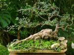 Ulmus