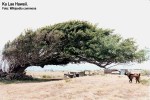 Wind-blown_tree_Ka_Lae_Hawaii