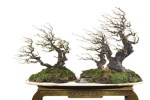 windswept-mustam1