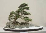 Windswept_bonsai_tree.jpg.w300h213