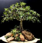 Ficus retusa