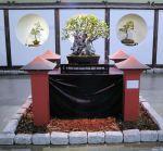 2008_philadelphia_bonsai_001