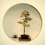 2008_philadelphia_bonsai_004
