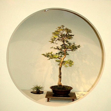 2008_philadelphia_bonsai_004