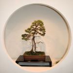 2008_philadelphia_bonsai_007