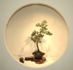 2008_philadelphia_bonsai_009