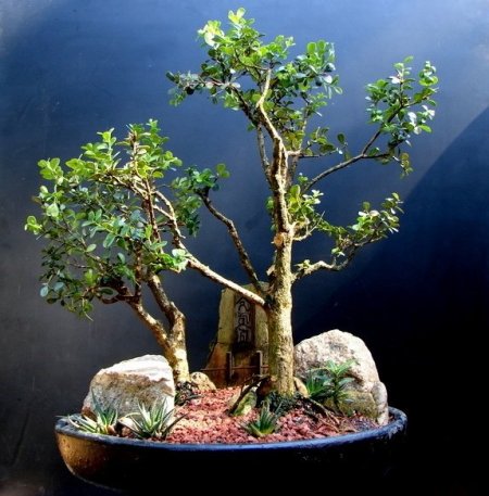 5971_1042782408954_1807434096_93747_3517072_n