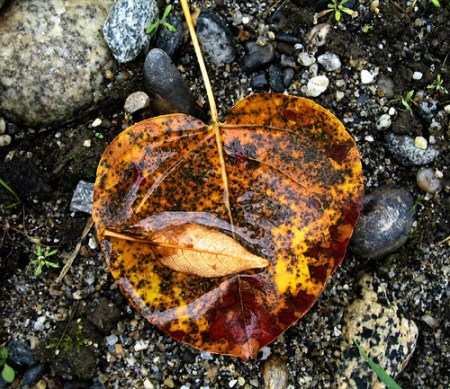 abraco-das-folhas-wabi-sabi