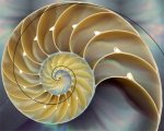 fibonacci-nature-nautilus3
