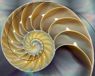 fibonacci-nature-nautilus3