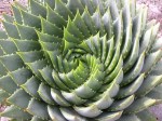 fibonacci_phyllotaxis