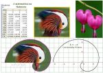 matematica_na_natureza_