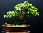 dsc01740