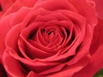 how-to-care-for-roses-11