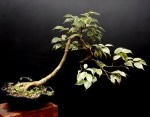 Ficus