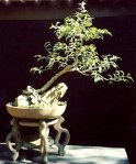 Ficus