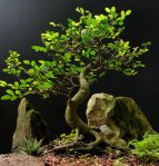 Penjing ulmus