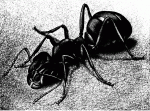 Ant