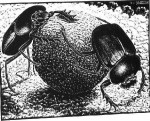 Scarabs