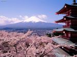 Cherry_Blossoms_and_Mount_Fuji_Japan