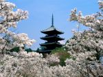 Cherry_Blossoms_NinnaJi_Temple_Grounds_Kyoto_Japan