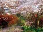 Japanese_Cherry_Tree