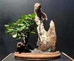 Penjing com Viburno – Aido Bonsai (Paulo&nbsp;Netto)